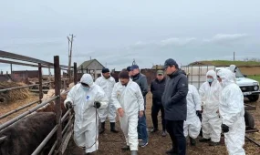 11 тысяч сайгаков погибли в ЗКО