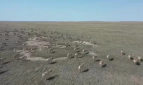 «Құралайдың салқыны» басталды