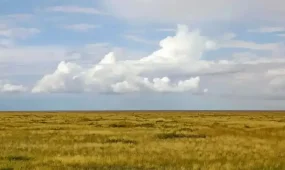 ШҚО прокуратурасы пайдаланылмай жатқан ауыл шаруашылығы жерлерін мемлекетке қайтарды