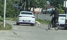 Мужчину наказали за жестокое обращение с собакой в области Жетысу (ВИДЕО)