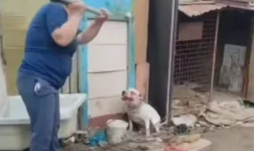 Била собаку лопатой: жительнице Атырау вынесли приговор