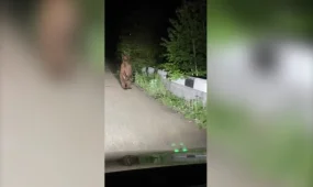 В ВКО очевидцы сняли на видео двух медвежат возле дороги, ведущей к базам отдыха «Голубой залив»