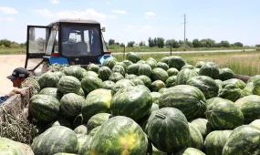 2027 жыл тарихтағы ең ыстық жыл болуы мүмкін - ғалым