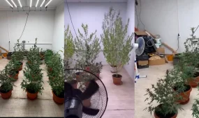 В Алматинском подвале нашли высокотехнологичную наркоплантацию