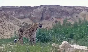 Алтынкөз барысы фототұзаққа түсіп қалды