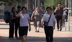 Алматыда кене көбейіп кетті