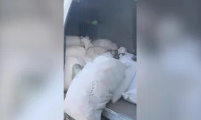 Сбытчика мака с наркотиками осудили в Павлодаре