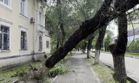 Ақтөбеде дауылдан ағаштар құлап, көліктерге зақым келтірген