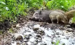 «Грязевые ванны» кабанов попали на видео в Катон-Карагае