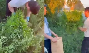 В Актюбинской области пресекли незаконное выращивание конопли