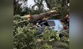 Алматы облысында автокөліктің үстіне ағаш құлап, әйел мерт болды