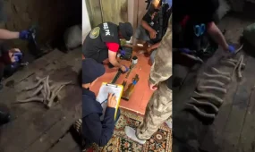 Ақтөбе облысында полицейлер киік мүйізі мен ұшасын тәркіледі