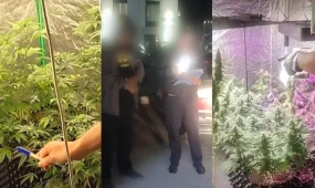 В Астане ликвидировали четыре фитолаборатории в жилых квартирах