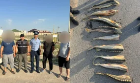 В Мангистау пресекли незаконную перевозку более 30 кг рыбы, похожей на осетровую