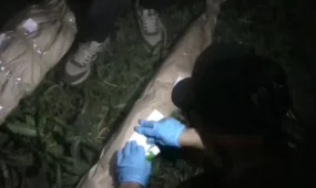 ШҚО-да есірткі плантациясын өсірген күдікті анықталды