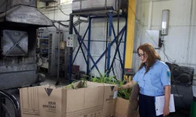 Астанада фитосанитариялық талаптарды бұза отырып әкелінген сәндік өсімдіктер жойылды