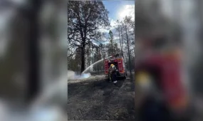 Пожар в резервате «Семей Орманы»: открытое горение полностью ликвидировано