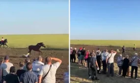 Полицейский выхватил ребенка из-под копыт лошадей