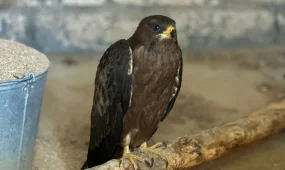 Гнезда для соколов установят на домах Актау