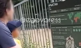 Женщина бросала камни во льва и показывала это детям в зоопарке Алматы