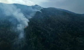 Қазақстанда бір тәулікте 19 орман өрті сөндірілді