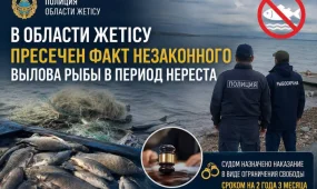 Жетісу облысында уылдырық шашу кезеңінде заңсыз балық аулау дерегі анықталды