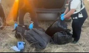 Жамбыл облысында Алматыға 43 келіден астам марихуана жеткізбек болған тұрғын ұсталды