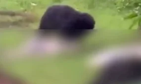 Үндістанда аю ер адам мен қарындасын өлтіріп, денесін бөлшектеген