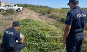 Атырауда жабайы қарасораның 10 мыңнан астам түбі жойылды