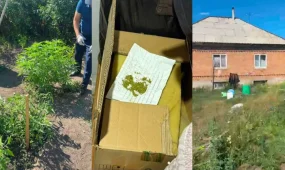 Өскеменде полиция жылыжайда есірткі өсірген тұрғынды ұстады