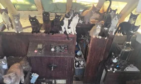 Полицейские нашли десятки кошек на заброшенной лодке