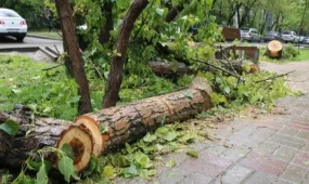 Қарағандыда 5 жастағы балаға ағаш бұтағы құлап, қаза тапты