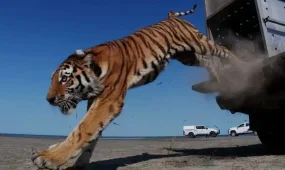 Қазақстанға әкелінген жолбарыс қасқыр мен қабан аулады