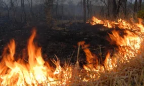 Ұлытау облысында 50 гектар аумақты шарпыған дала өрті сөндірілді