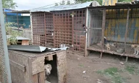 Государственный приют для животных построят в Костанае