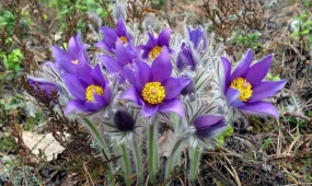 Марқакөлде Қызыл кітапқа енген сирек гүлдер өседі
