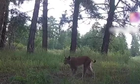 Редкий кадр. В фотоловушку в Наурзумском заповеднике попала рысь