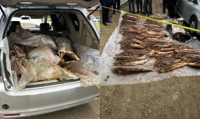 Атырауда 277 келі бекіре балығын заңсыз тасымалдаған күдіктілер ұсталды