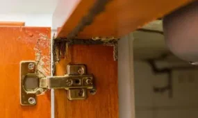 «Едят дерево изнутри»: в Атырауской области термиты уничтожают жилые дома
