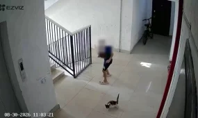 В Актау с 5 этажа дети сбросили котенка