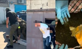 Павлодарда 60 келіге жуық марихуана тәркіленді