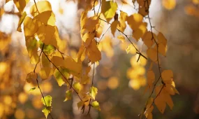 Күн жылынады: кей өңірлерде ауа температурасы +33°C-қа дейін көтеріледі