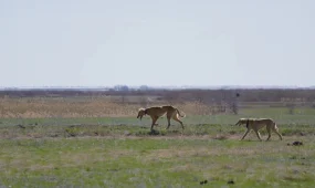 Ертең аңшылық маусымы басталады