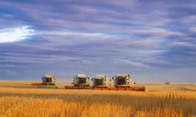 Елімізде дәнді дақылдардың 61,6%-ы жиналып, 13,5 млн тонна астық бастырылды