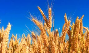 В Казахстане убрано 61,6% зерновых площадей и собрано 13,5 млн тонн зерна