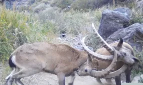 Козлиная дуэль попала на видео в Алтын-Эмеле