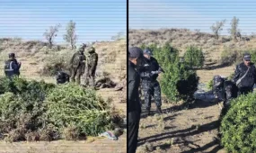 Дроны, оружие и полтонны марихуаны: технологичную наркоплантацию нашли в Жамбылской области