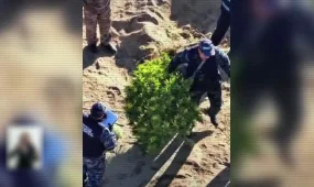 Жамбыл облысында заманауи суару жүйесімен жабдықталған есірткі плантациясы анықталды