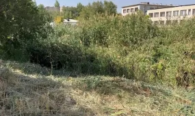 Қалың қамыс арасынан мәйіттер табылған