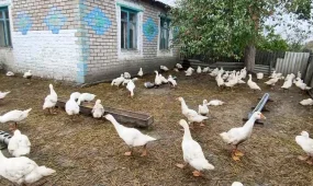 «Лечению не подлежат»: неизвестная инфекция косит домашнюю птицу в одном из сёл СКО